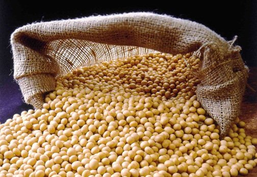 Soya-beans-price